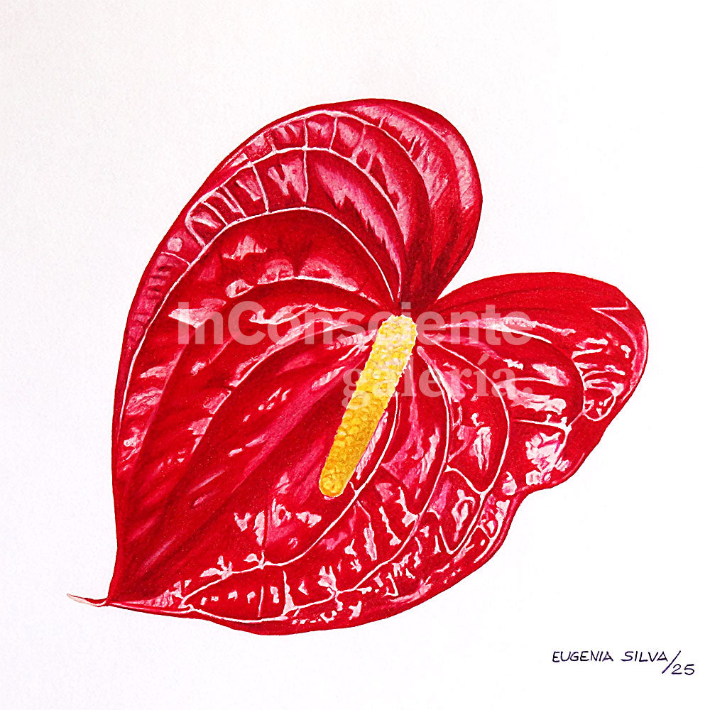 Print en lienzo Edición Limitada: Anturio Rojo, Autora: Eugenia Silva Cuartas