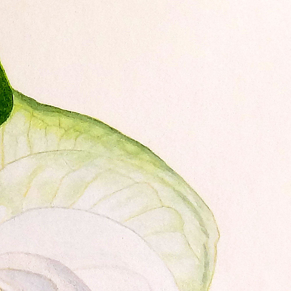 Obra Original: Anturio Blanco, Autora: Eugenia Silva Cuartas