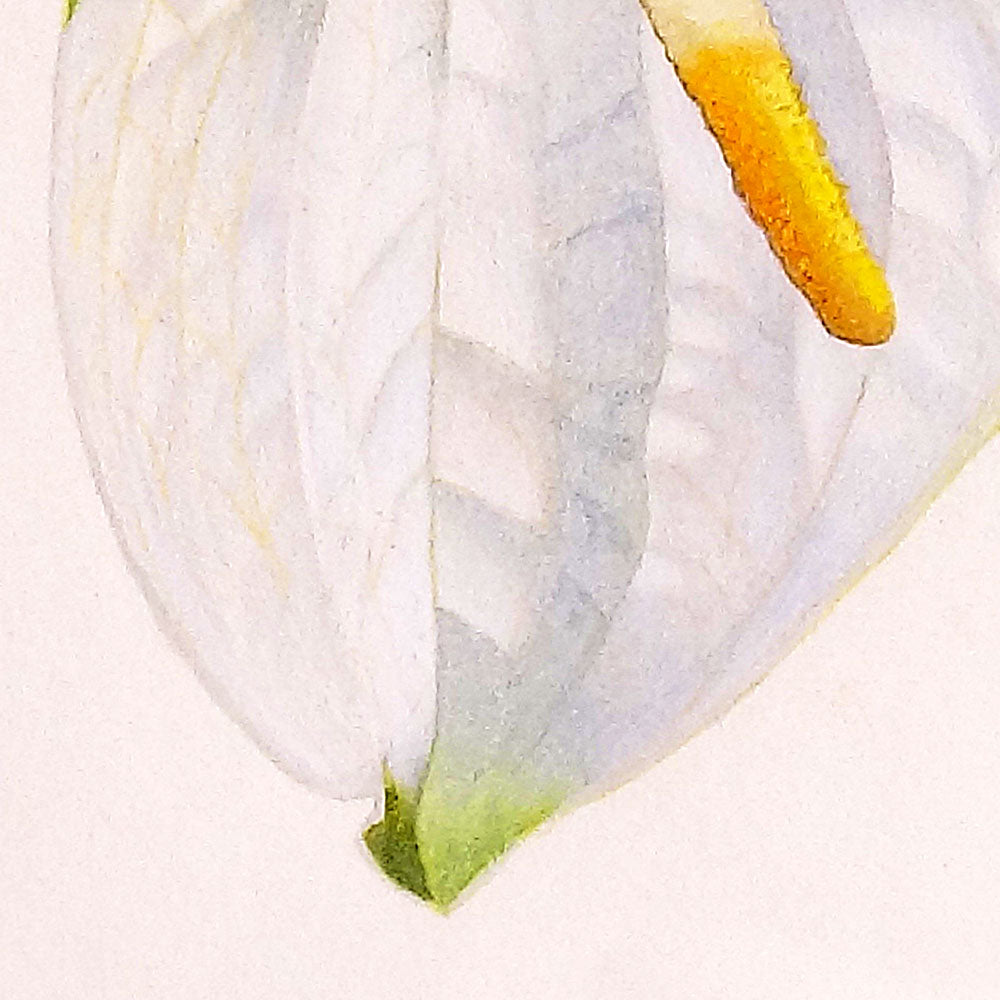 Obra Original: Anturio Blanco, Autora: Eugenia Silva Cuartas