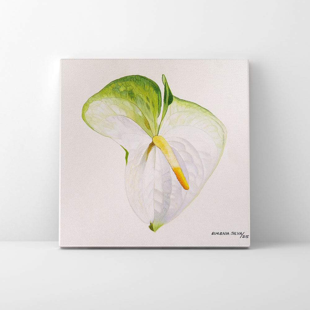 Print en lienzo Edición Limitada: Anturio Blanco, Autora: Eugenia Silva Cuartas