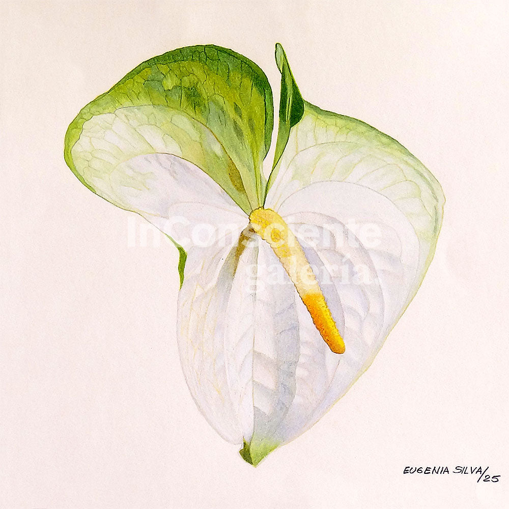 Print en lienzo con caballete decorativo: Anturio Blanco, Autora: Eugenia Silva Cuartas