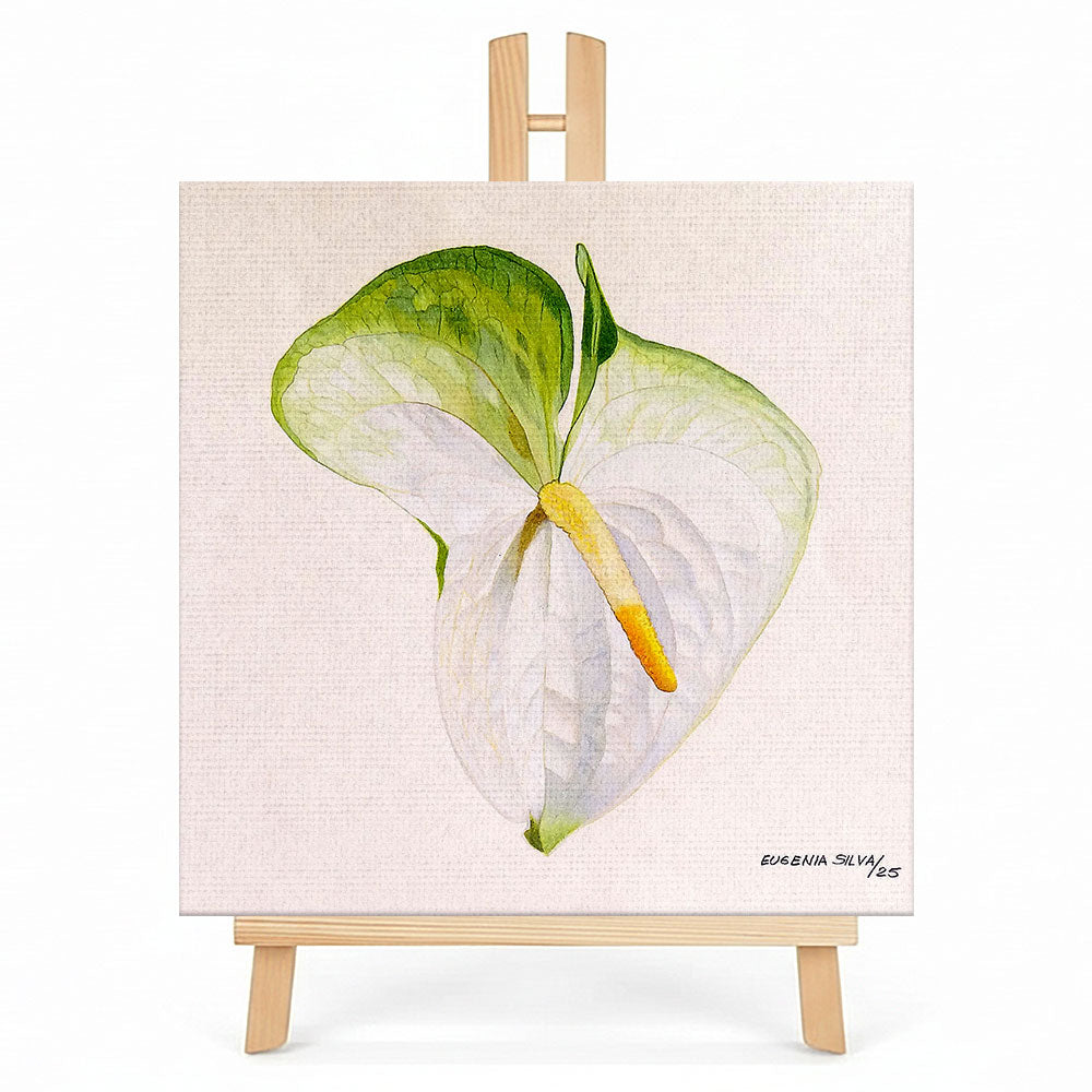 Print en lienzo con caballete decorativo: Anturio Blanco, Autora: Eugenia Silva Cuartas